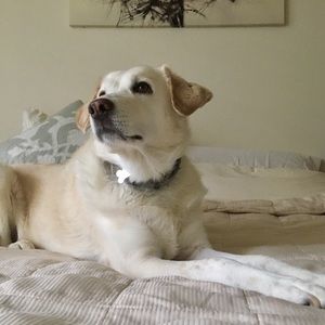 Meet your Posher, Monica